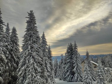 Karla kaplı ağaçlarla kaplı güzel kış manzarası