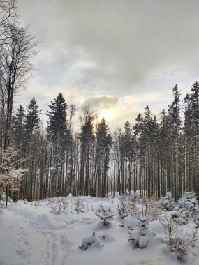 Karla kaplı ağaçlarla kaplı güzel kış manzarası
