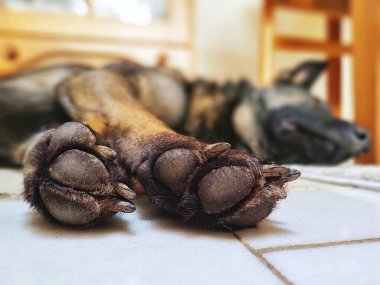 Yerde yatan Alman çoban köpeğinin patilerine yaklaş.