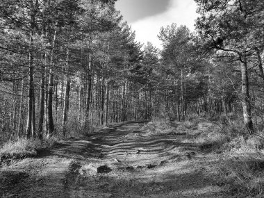 Ormanın güzel manzarası