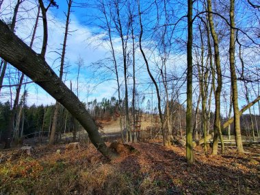 Ormanda bir ağacı olan güzel bir manzara.