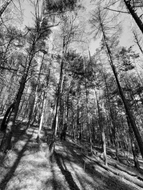 Ormanın güzel manzarası