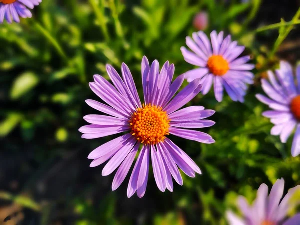 Hermosas Flores Jardín Día Verano —  Fotos de Stock