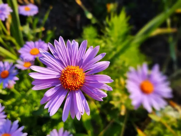 Piękne Kwiaty Ogrodzie Letni Dzień — Zdjęcie stockowe