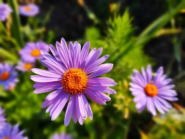 夏の日の庭の美しい花 — ストック写真