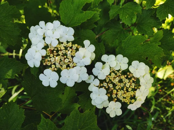 Gyönyörű Virágzó Virágok Közeli Kilátás — Stock Fotó