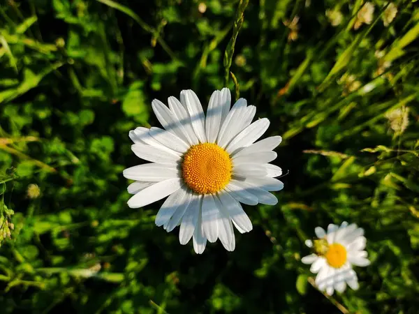 Biały Stokrotka Kwiat Ogrodzie — Zdjęcie stockowe