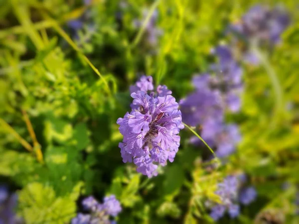 Vackra Blommande Blommor Närbild Visa — Stockfoto
