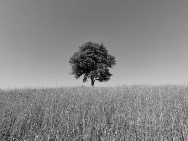 Grüner Baum Auf Dem Feld Schwarz Weiß — Stockfoto