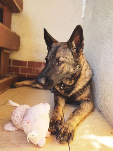 Portret Van Een Schattige Hond Close Uitzicht — Stockfoto