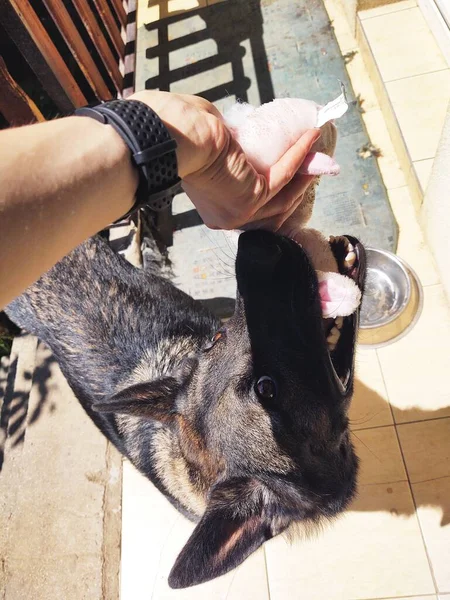 Mann Spielt Mit Hund Hand Und Hund Aus Nächster Nähe — Stockfoto