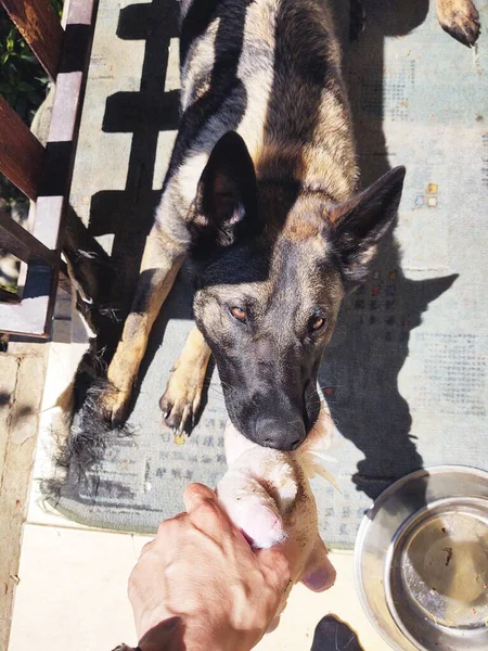 Hombre Jugando Con Perro Mano Masculina Perro Cerca — Foto de Stock