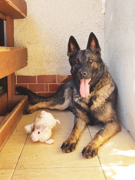 Porträt Eines Niedlichen Hundes Nahaufnahme — Stockfoto