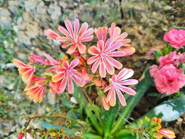 Mooie Bloeiende Bloemen Close Uitzicht — Stockfoto