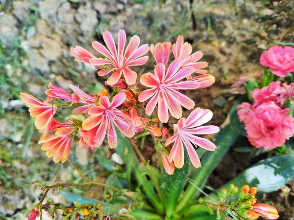 Lindas Flores Florescentes Vista Perto — Fotografia de Stock