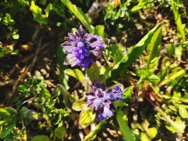 Vackra Blommande Blommor Närbild Visa — Stockfoto