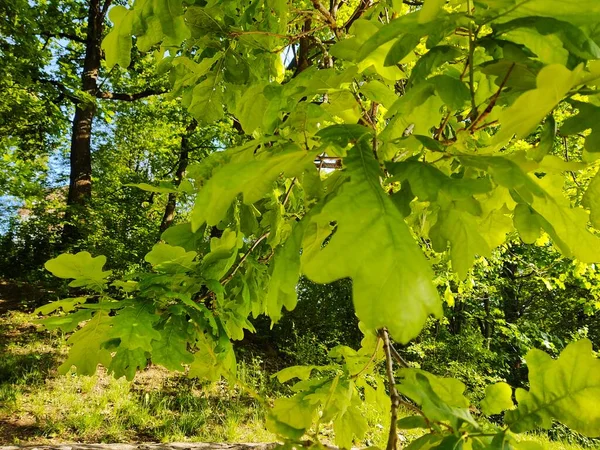 Schönes Grünes Laub Mit Herbstbäumen Naturhintergrund — Stockfoto