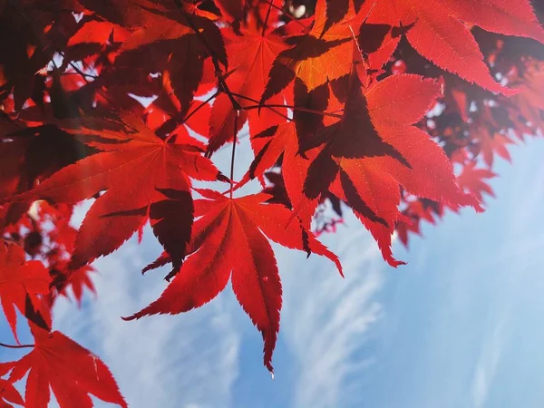 Осень Красные Листья Красивая Листва Осень — стоковое фото