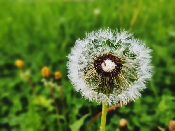 Pampeliška Zeleném Pozadí — Stock fotografie