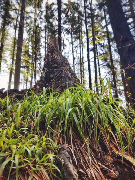 Bela Paisagem Floresta Natureza Pitoresca — Fotografia de Stock