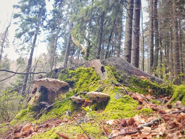 Schöne Landschaft Mit Wald Natur Malerisch — Stockfoto