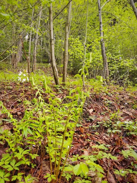 Schöne Landschaft Mit Wald Natur Malerisch — Stockfoto