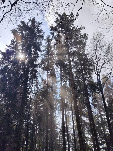 山の中の美しい森自然背景 — ストック写真