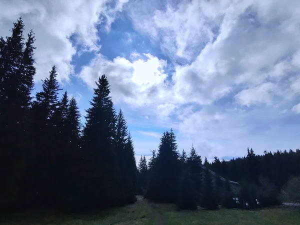 山の中の美しい森自然背景 — ストック写真