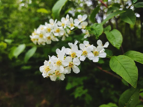 Vacker Blommande Äppelträd Våren — Stockfoto