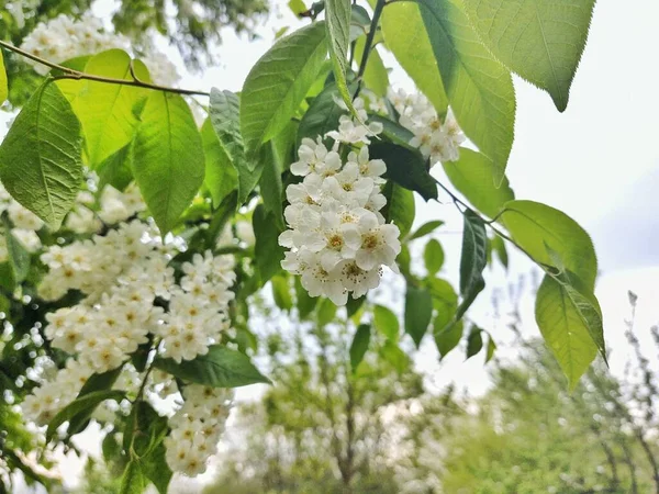 Fiori Bianchi Melo Primavera Fioritura Bei Fiori — Foto Stock