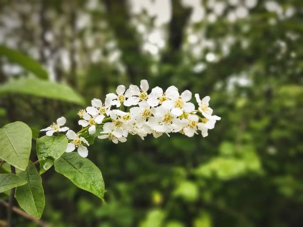 Krásný Kvetoucí Jabloně Jaře — Stock fotografie