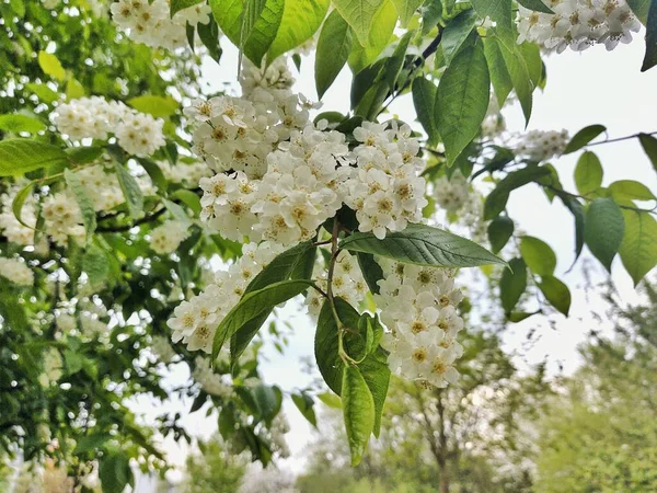Weiße Blüten Des Apfelbaums Frühling Blühende Schöne Blumen — Stockfoto