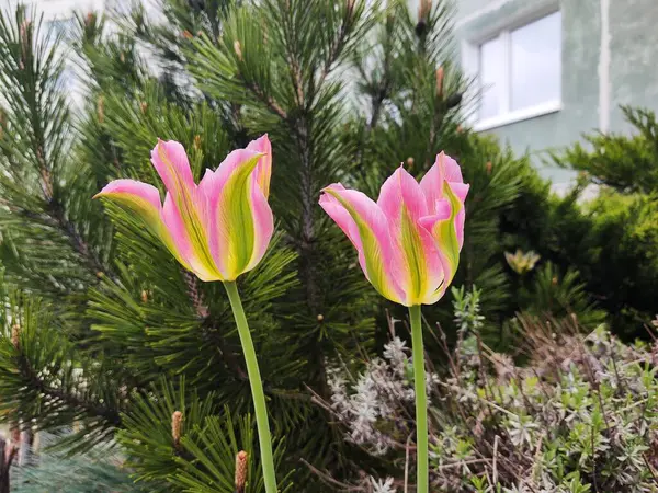 Hermosas Flores Floreciendo Jardín —  Fotos de Stock