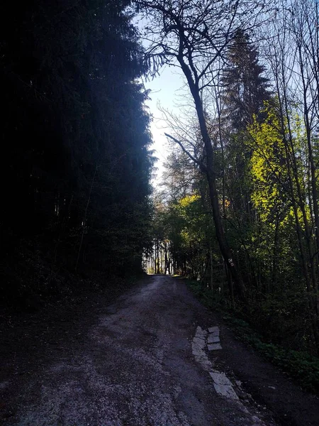 Peisaj Frumos Pădure Natură Pitorească — Fotografie, imagine de stoc