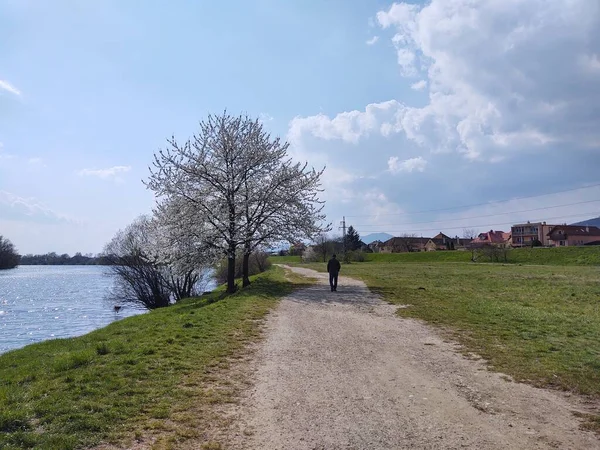 Egy Férfi Sétál Folyó Ösvényén Parkban — Stock Fotó