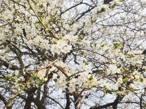 ดอกไม ขาวของต นแอปเป ลในฤด ใบไม ดอกไม สวยงาม — ภาพถ่ายสต็อก