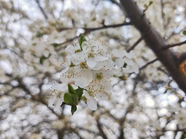 Білі Квіти Яблуні Навесні Квітучі Красиві Квіти — стокове фото