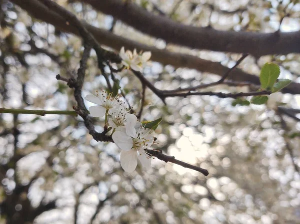 Witte Bloemen Van Appelboom Het Voorjaar Bloeiende Mooie Bloemen — Stockfoto