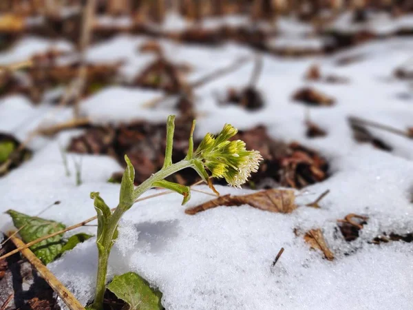 Małe Zimowe Kwiaty Lesie — Zdjęcie stockowe