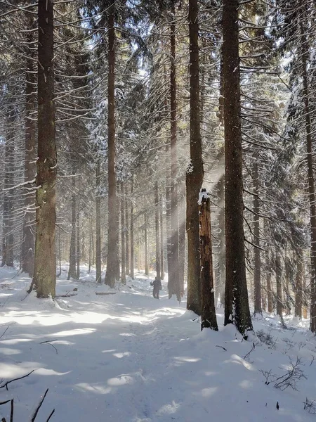 Schöne Landschaft Mit Wald Natur Malerisch — Stockfoto