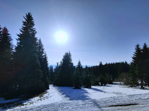 Vackert Vinterlandskap Med Snötäckta Träd — Stockfoto