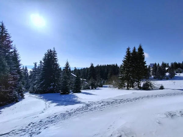 Vackert Vinterlandskap Med Snötäckta Träd — Stockfoto