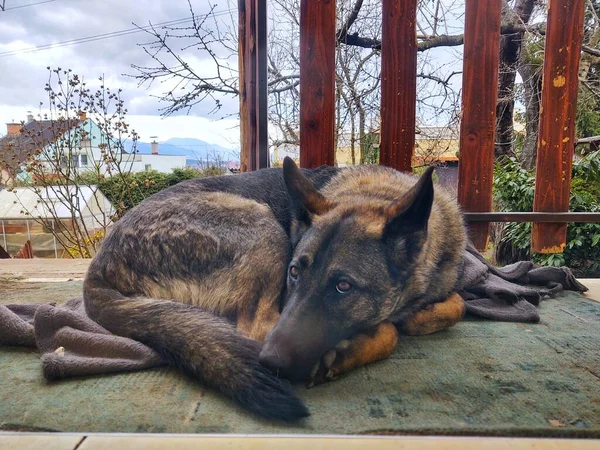 Portret Van Een Schattige Hond Close Uitzicht — Stockfoto