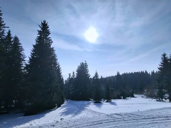 Hermoso Paisaje Invierno Con Árboles Cubiertos Nieve — Foto de Stock