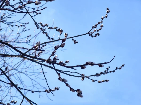 아름다운 식물학적 — 스톡 사진