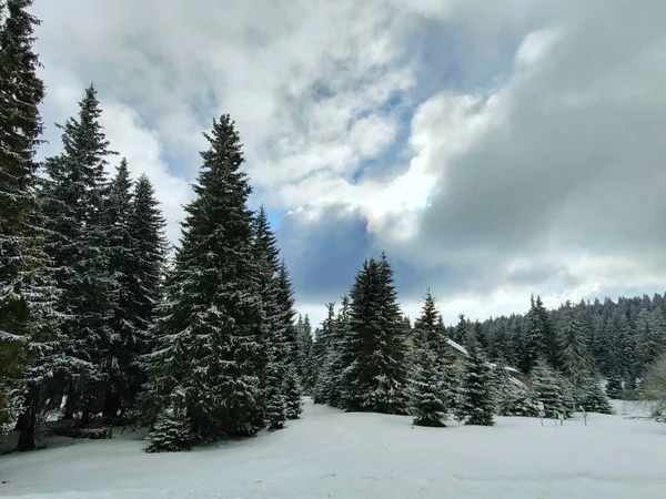 Vackert Vinterlandskap Med Snötäckta Träd — Stockfoto