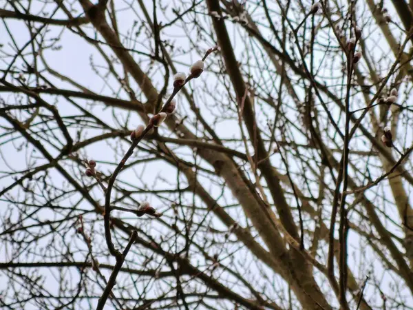 Takken Van Een Boom Het Bos — Stockfoto