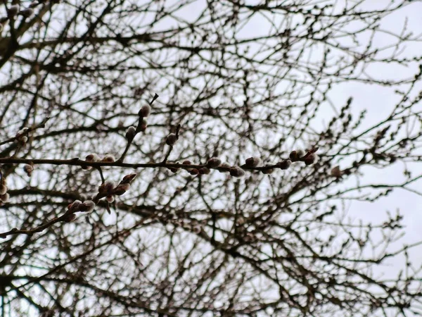 Ramas Árbol Bosque — Foto de Stock