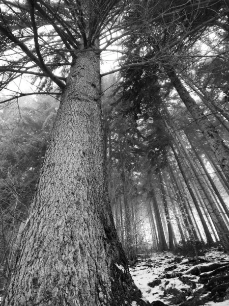 Gyönyörű Táj Erdő Természet Festői — Stock Fotó