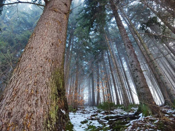 Schöne Landschaft Mit Wald Natur Malerisch — Stockfoto